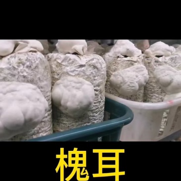 槐耳种植量大从优！只要您有量我就有价，欢迎订货合作!