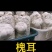 槐耳种植量大从优！只要您有量我就有价，欢迎订货合作!