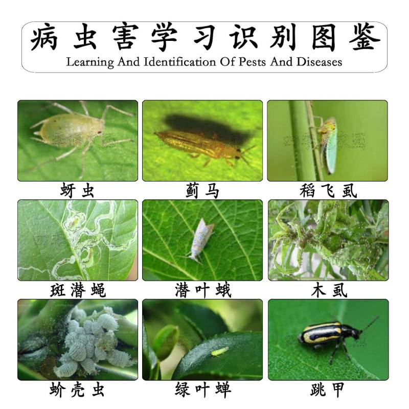 35%噻虫嗪蚜虫叶蝉木虱绿叶蝉蓟马盲蝽潜叶蛾害虫杀虫