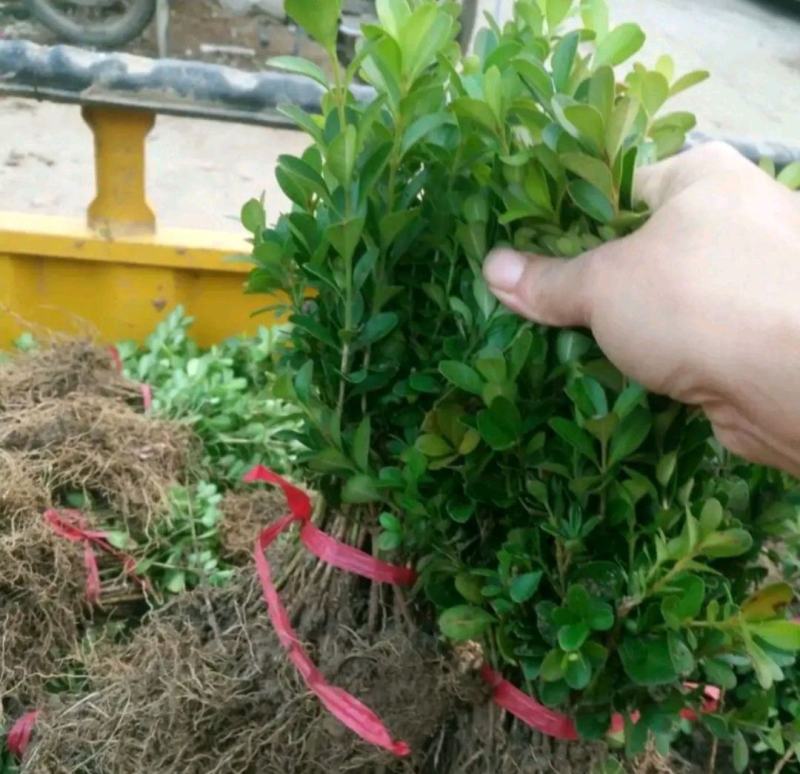 供应黄杨苗，床苗和成品苗瓜子黄杨苗豆瓣黄杨树苗小叶黄杨苗