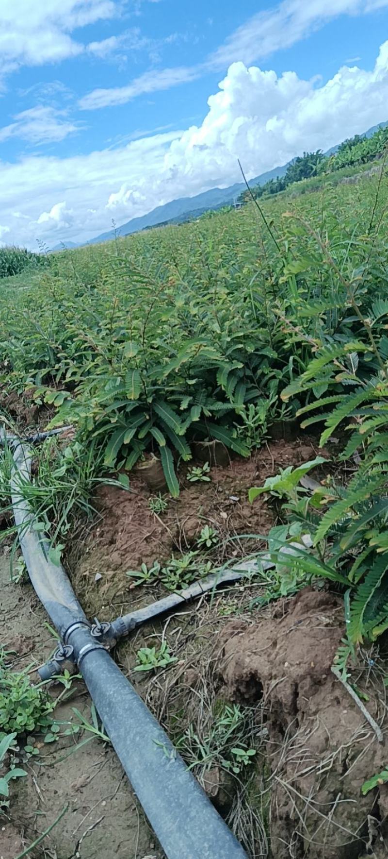 余甘果苗