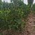 大叶黄杨苗基地直供，规格齐全，现挖成活率高，大叶黄杨树苗