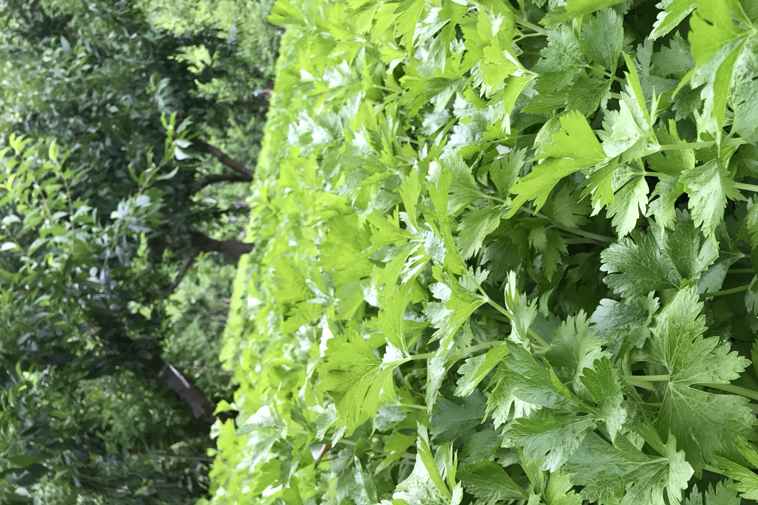 法香与香芹的外观对比图