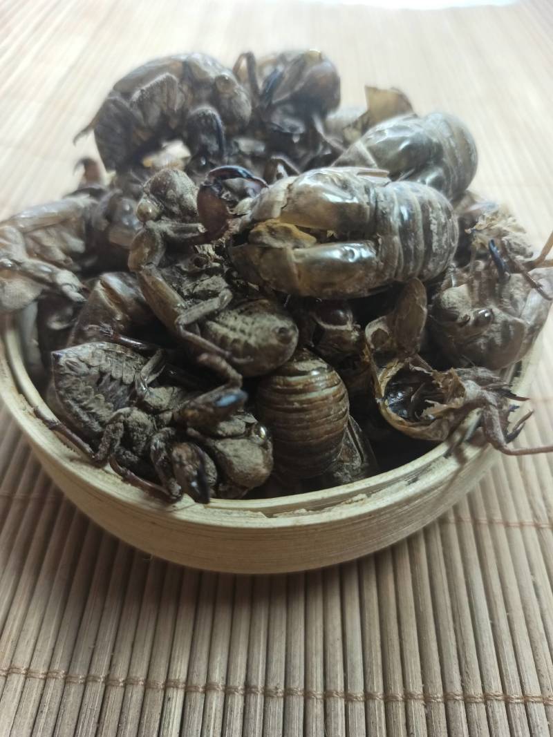蝉蜕欢迎选购各种中药材养生花茶批发地道药材
