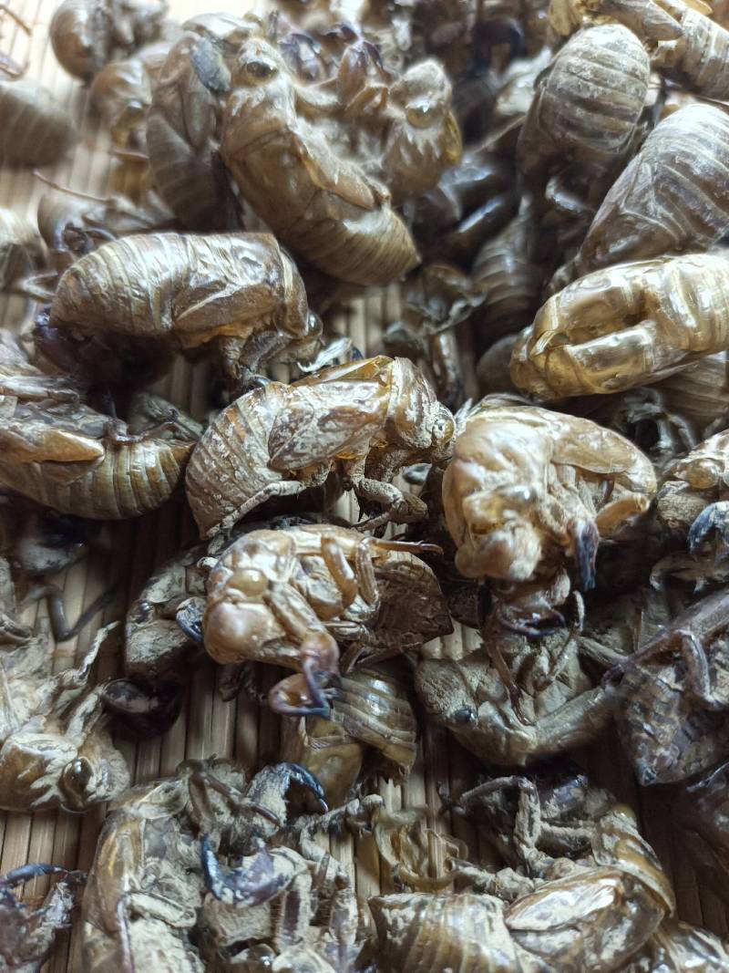 蝉蜕欢迎选购各种中药材养生花茶批发地道药材