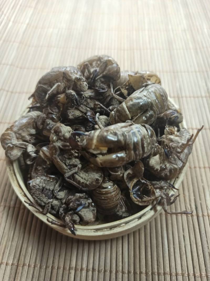 蝉蜕欢迎选购各种中药材养生花茶批发地道药材