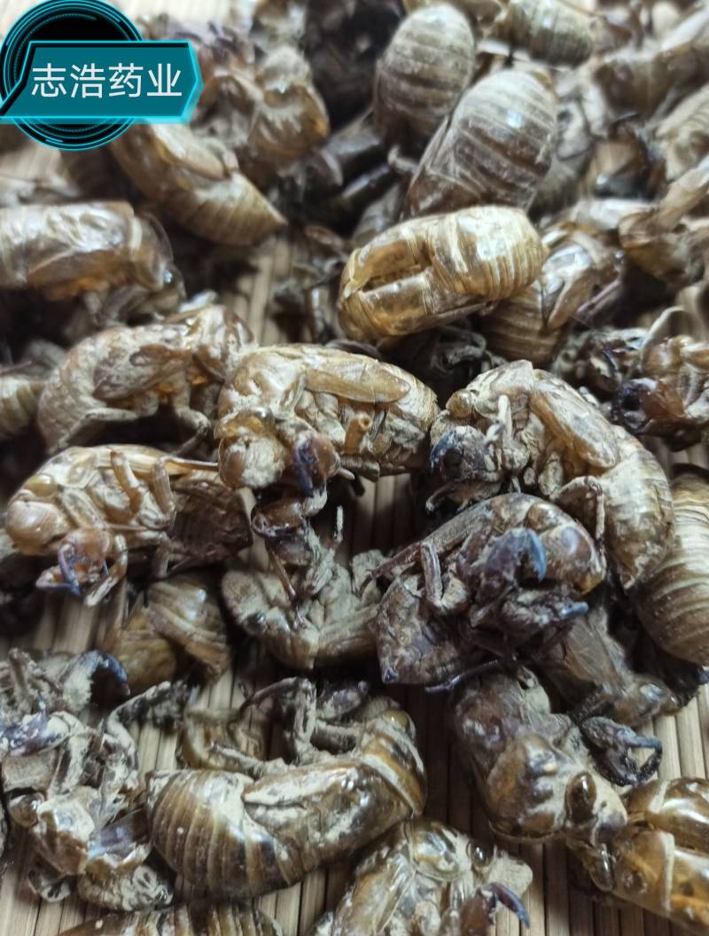 蝉蜕欢迎选购各种中药材养生花茶批发地道药材