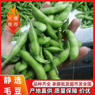 山东精品毛豆翠绿宝.开心绿毛豆现摘现发按需发货价格便宜