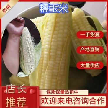 粘玉米大批出售，个头大，品相美丽，口感好，甜糯玉米，货源