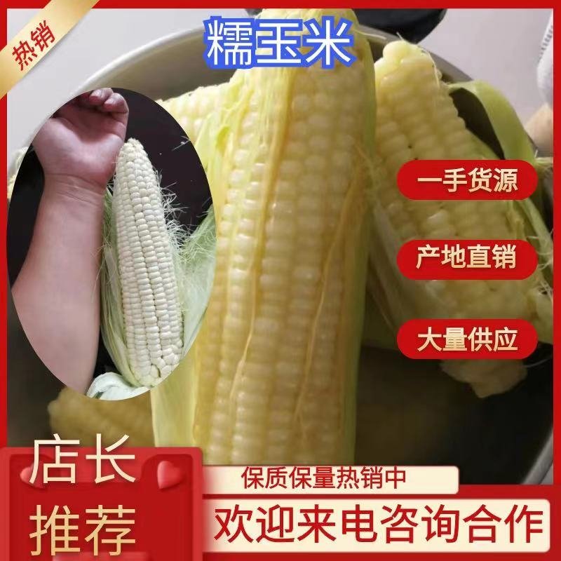 粘玉米大批出售，个头大，品相美丽，口感好，甜糯玉米，货源