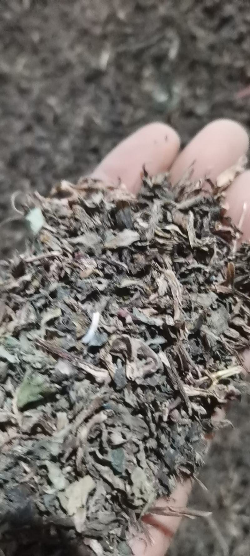 精选推荐干马齿笕各种规格零售批发中药材，欢迎采购