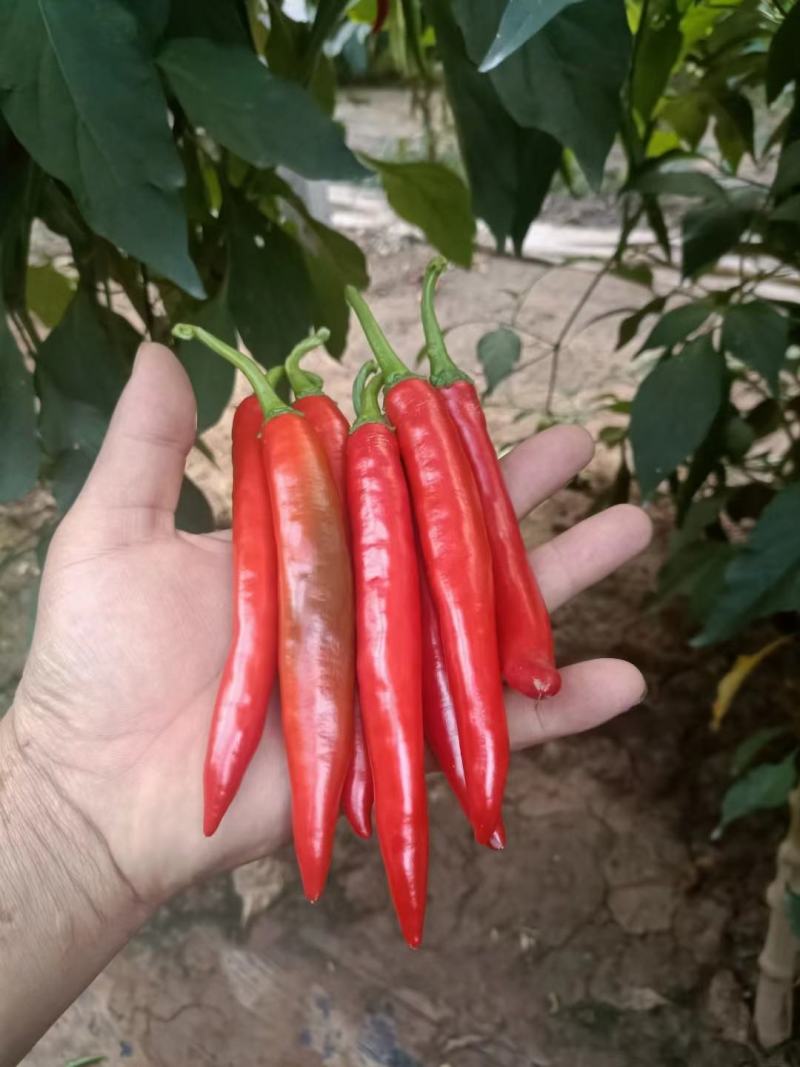 红袍椒大量出售一手货源基地直供**批发