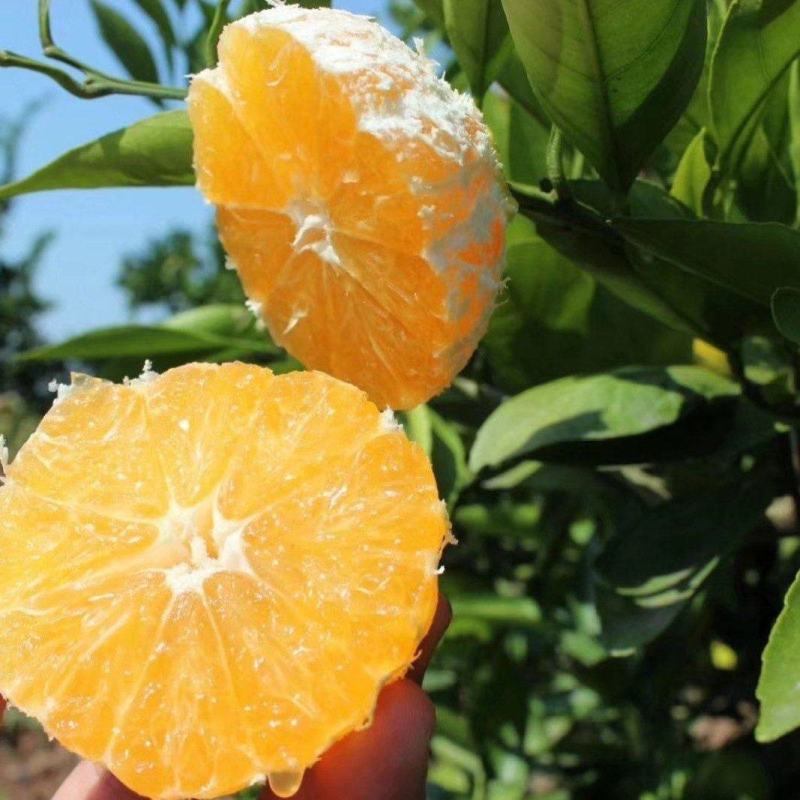 湖北枝江无籽蜜橘基地直供皮薄汁多包熟包甜货源充足