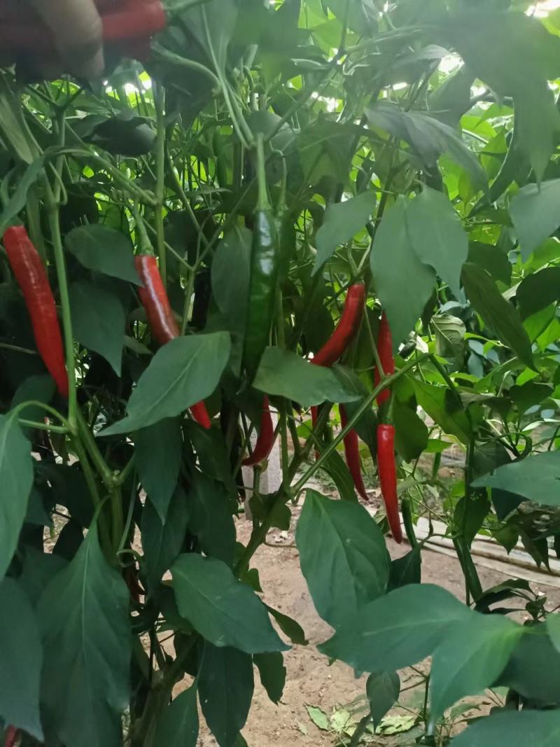 红袍椒大量出售一手货源基地直供**批发