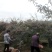 花椒陕西正宗大红袍富平齐椒，韩城花椒颗粒特香特麻特好