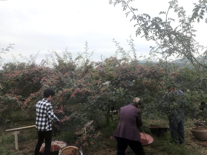 花椒陕西正宗大红袍富平齐椒，韩城花椒颗粒特香特麻特好