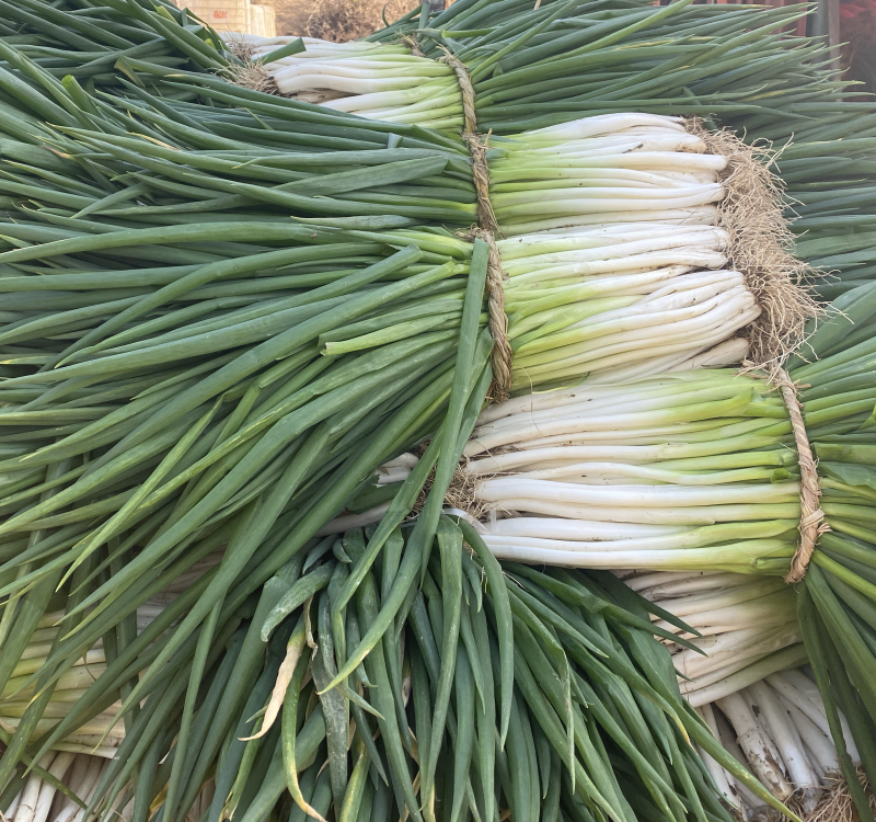 大量优质黑分葱上市了需要的联系大量优质黑粉葱大量上市了