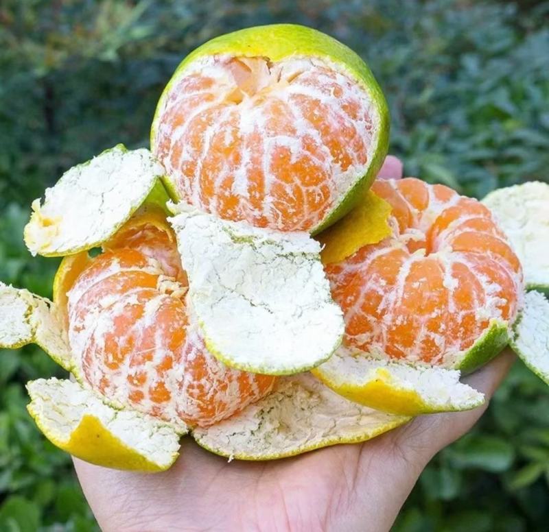 湖北枝江无籽蜜橘基地直供皮薄汁多包熟包甜货源充足