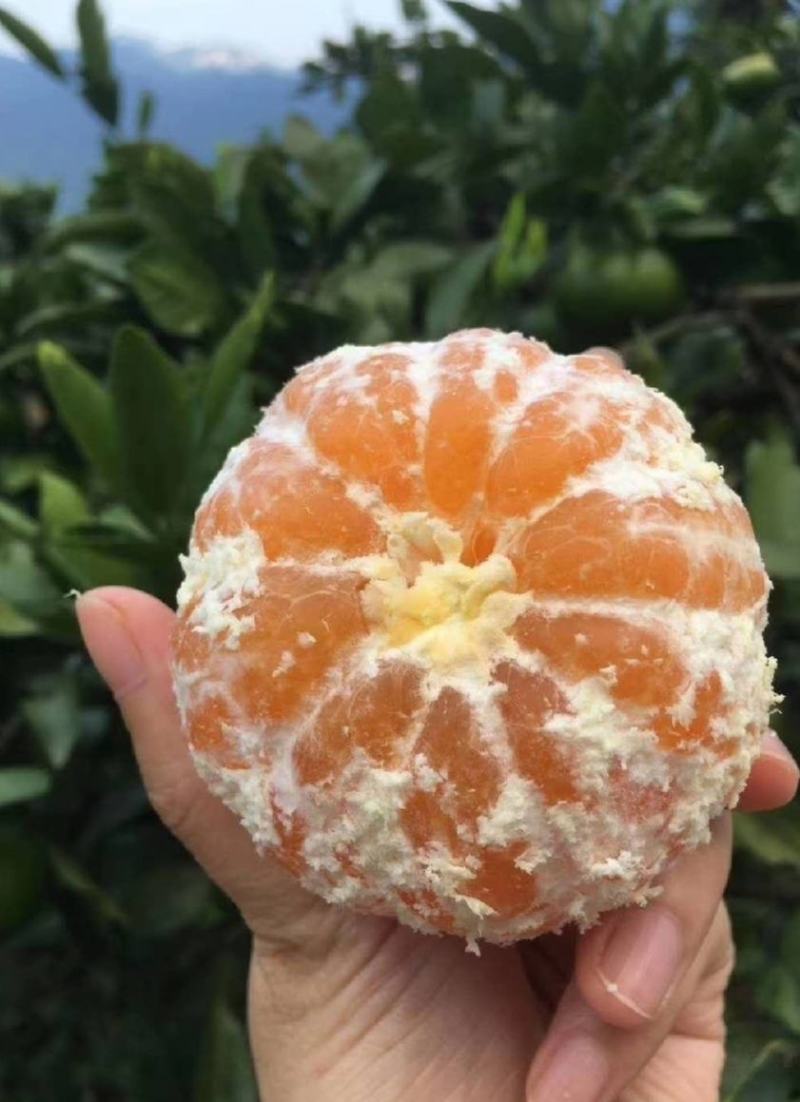 湖北枝江无籽蜜橘基地直供皮薄汁多包熟包甜货源充足