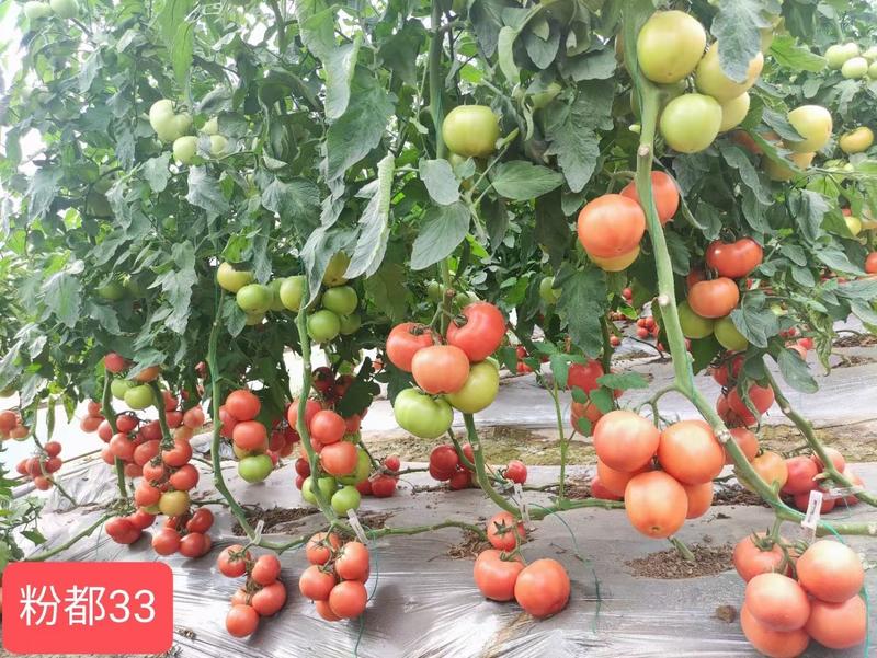 粉都33番茄种子西红柿种子果型饱满450克商品果多