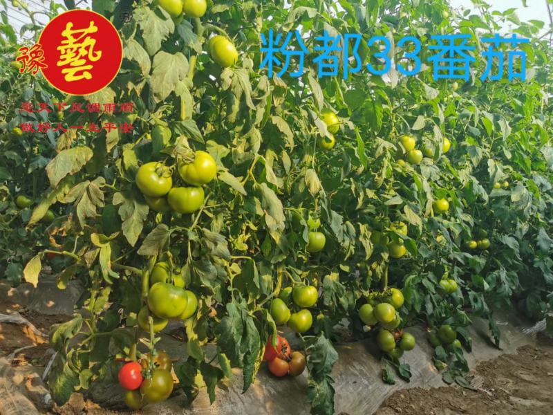 粉都33番茄种子西红柿种子果型饱满450克商品果多
