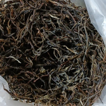 纯生态古树