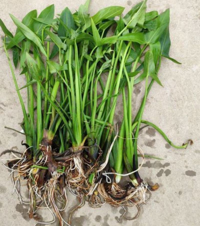 毛茨菇茨菇苗，茨菇，优质，纯正品种，包邮全国保质保量，