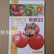 粉都33番茄种子西红柿种子果型饱满450克商品果多