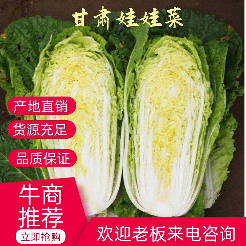 甘肃大娃娃菜，产地直销，货量充足，欢迎老板咨询打扰