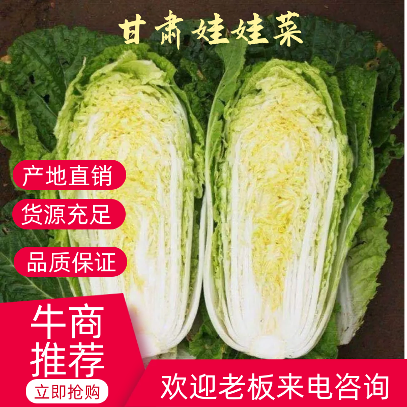 甘肃大娃娃菜，产地直销，货量充足，欢迎老板咨询打扰