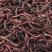 红蚯蚓人工养殖，量大从优常年可供货