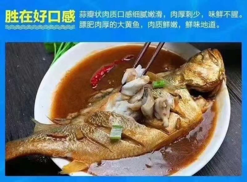 连云港发货新鲜海捕大黄鱼一条9两-1斤左右