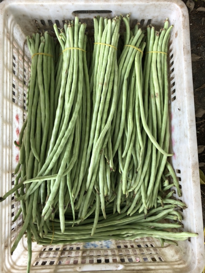 精品甜豆角长豆角丝瓜苦瓜类农产品大量供应。