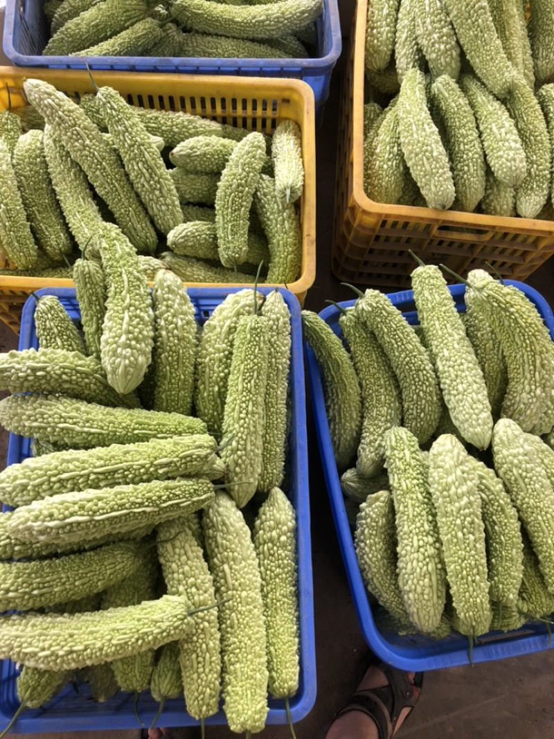 精品甜豆角长豆角丝瓜苦瓜类农产品大量供应。