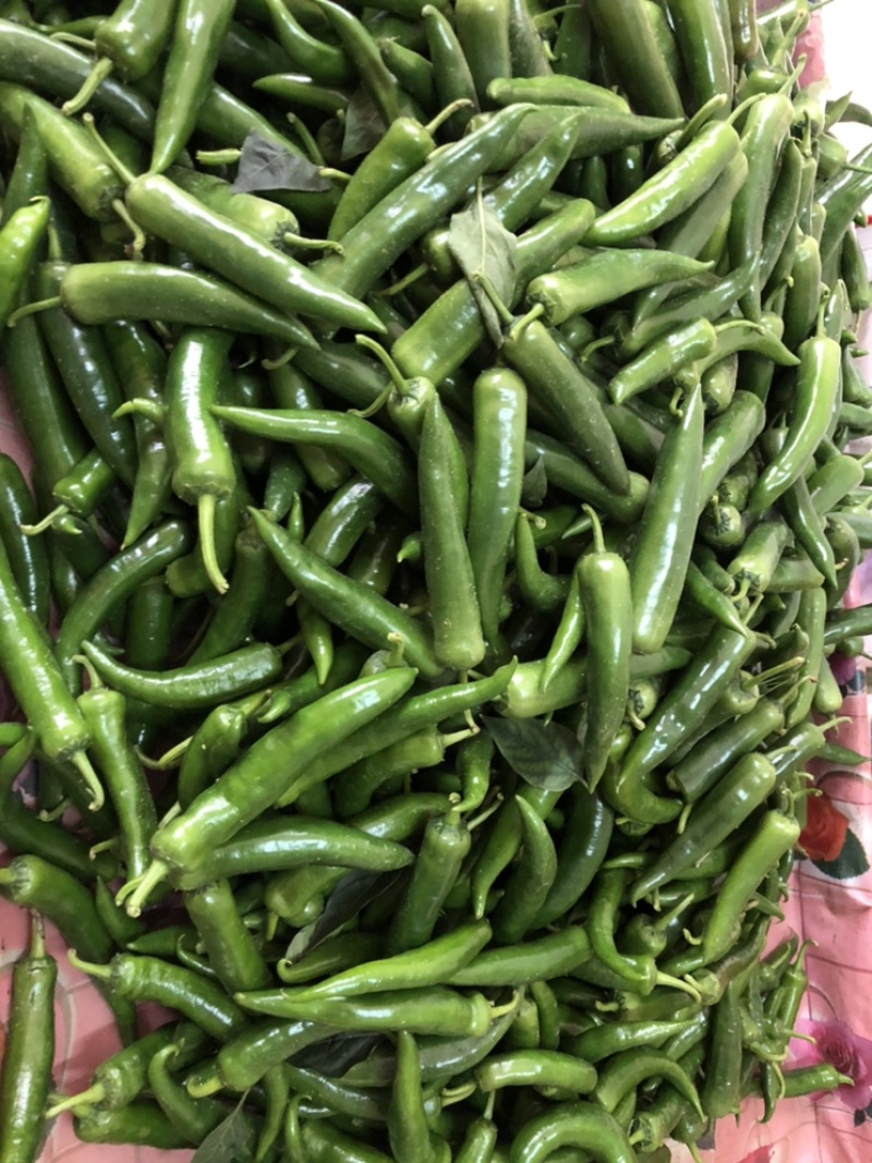 精品甜豆角长豆角丝瓜苦瓜类农产品大量供应。