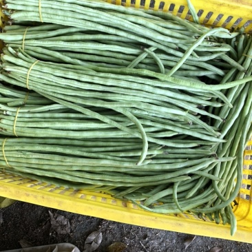 精品甜豆角长豆角丝瓜苦瓜类农产品大量供应。