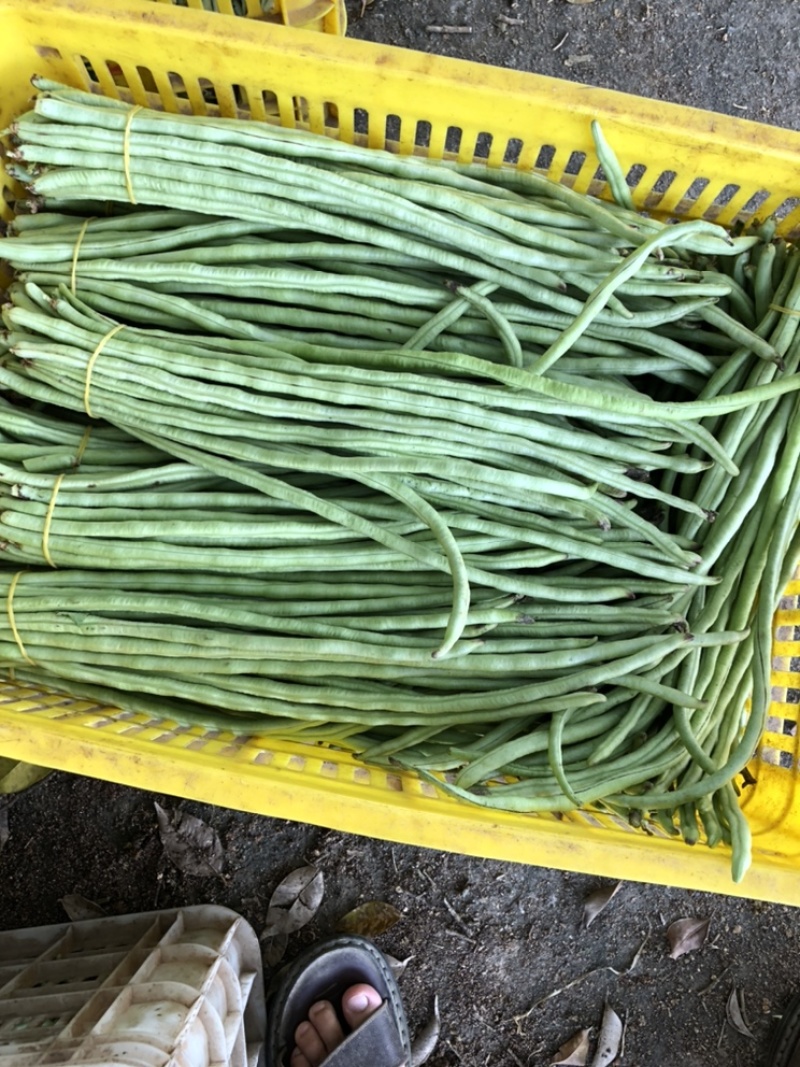 精品甜豆角长豆角丝瓜苦瓜类农产品大量供应。