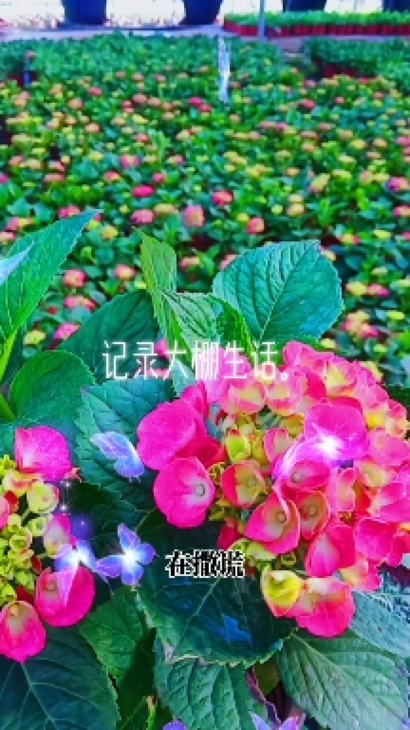 三角梅