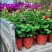 三角梅