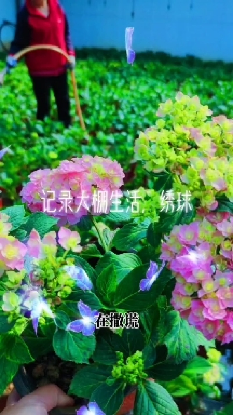 三角梅