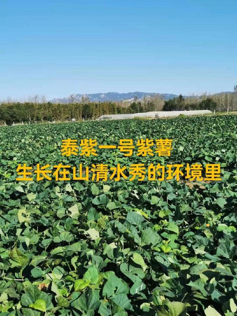 泰紫薯一号，正品假一赔十口感香甜软糯支持一件代发社区团购