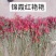 锦霞红艳艳朝天椒种子早熟小辣椒种子高辣产量高椒价高