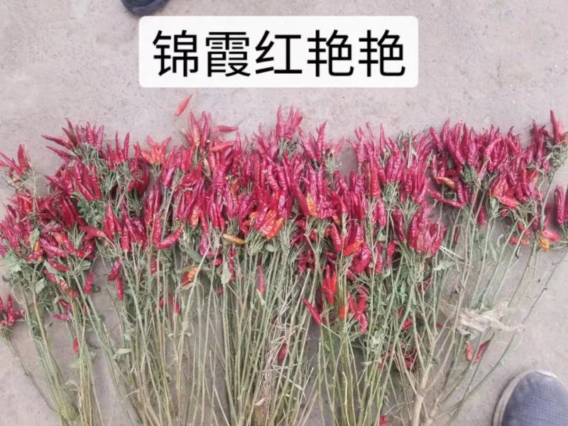 锦霞红艳艳朝天椒种子早熟小辣椒种子高辣产量高椒价高