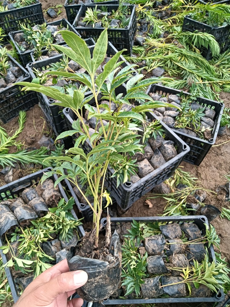 优质芍药杯苗，大量现货，价格美丽