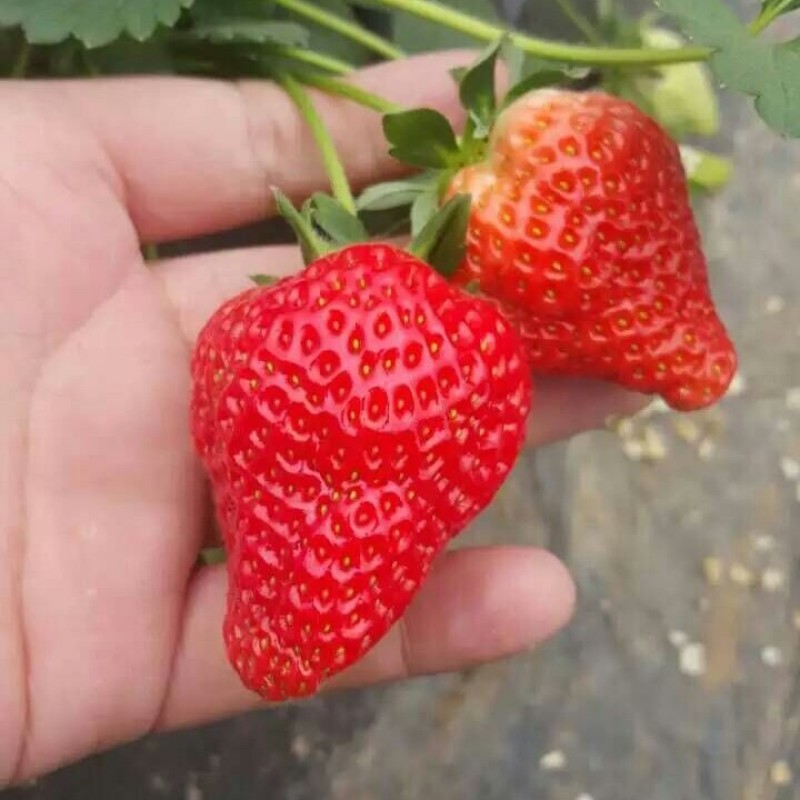 草莓苗批发，草莓苗基地，草莓苗价格