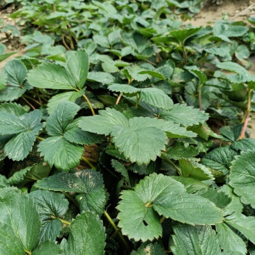 草莓苗批发，草莓苗基地，草莓苗价格