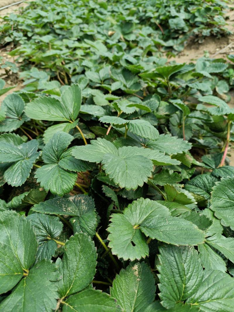 草莓苗批发，草莓苗基地，草莓苗价格