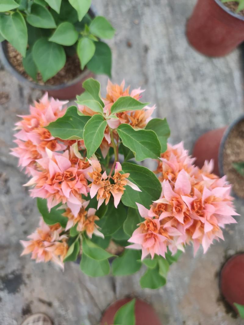 三角梅