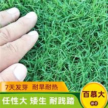 台湾矮生百慕大种子果岭草地毯草种籽剪股颖别墅庭院草坪种籽