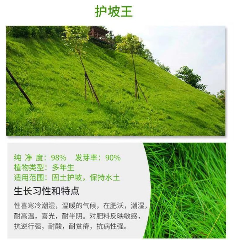 台湾矮生百慕大种子果岭草地毯草种籽剪股颖别墅庭院草坪种籽